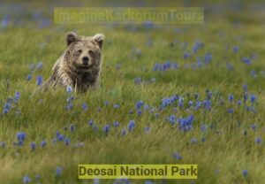 Deosai National park Tour