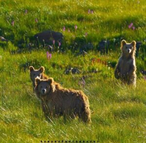 Deosai National Park Tour