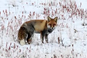 Deosai National Park Tour