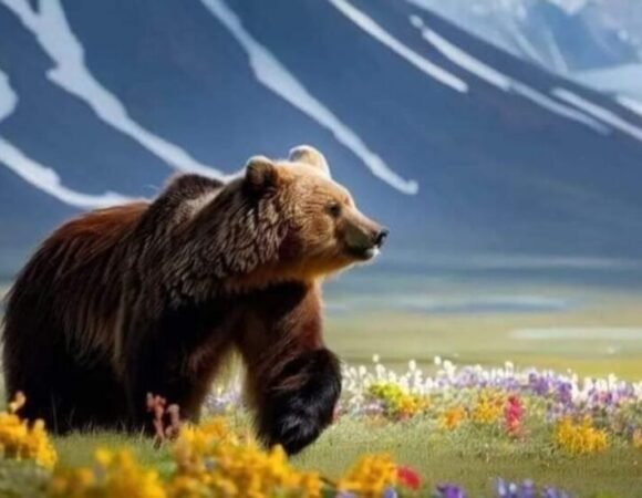 Deosai National Park Tour