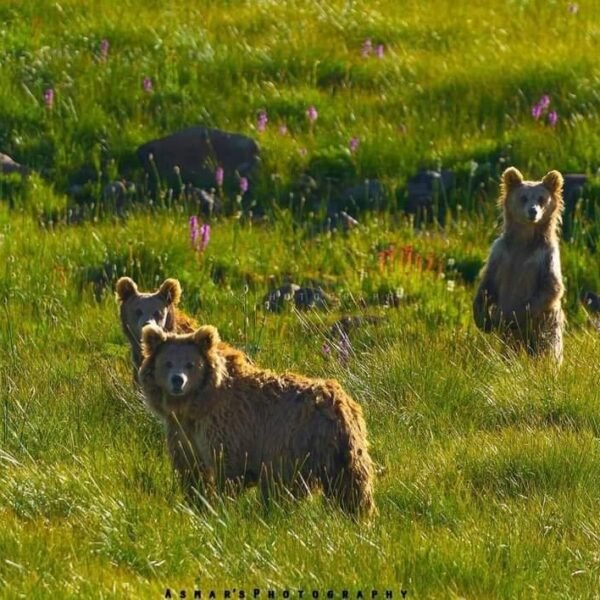 Deosai